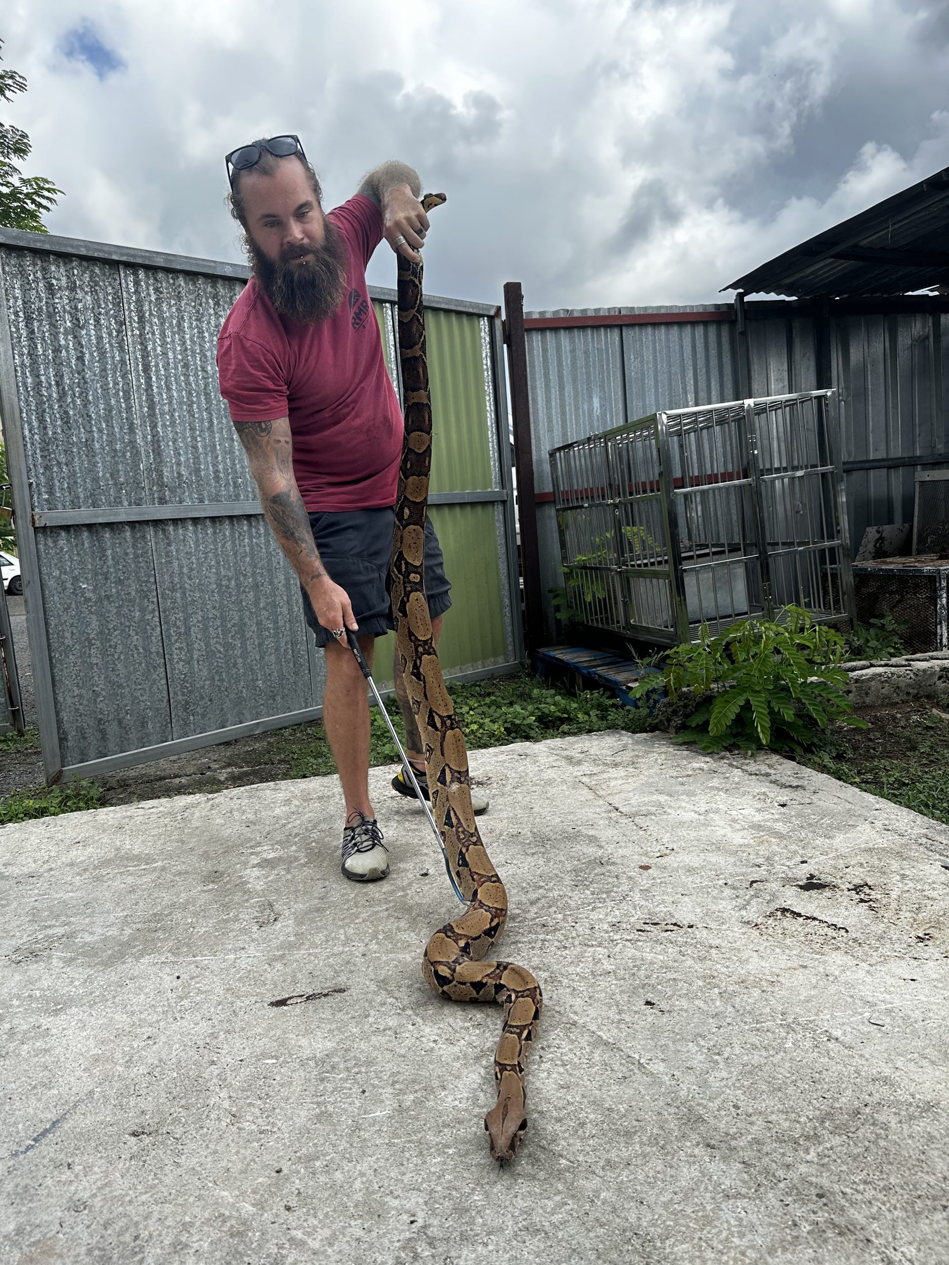 MADDReptiles Lab Funded by NSF to collect data on Invasive Snakes in Puerto Rico